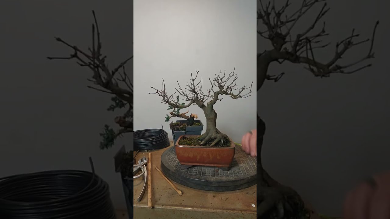 Ceramic Pot Selection and Repotting Transform These Bonsai