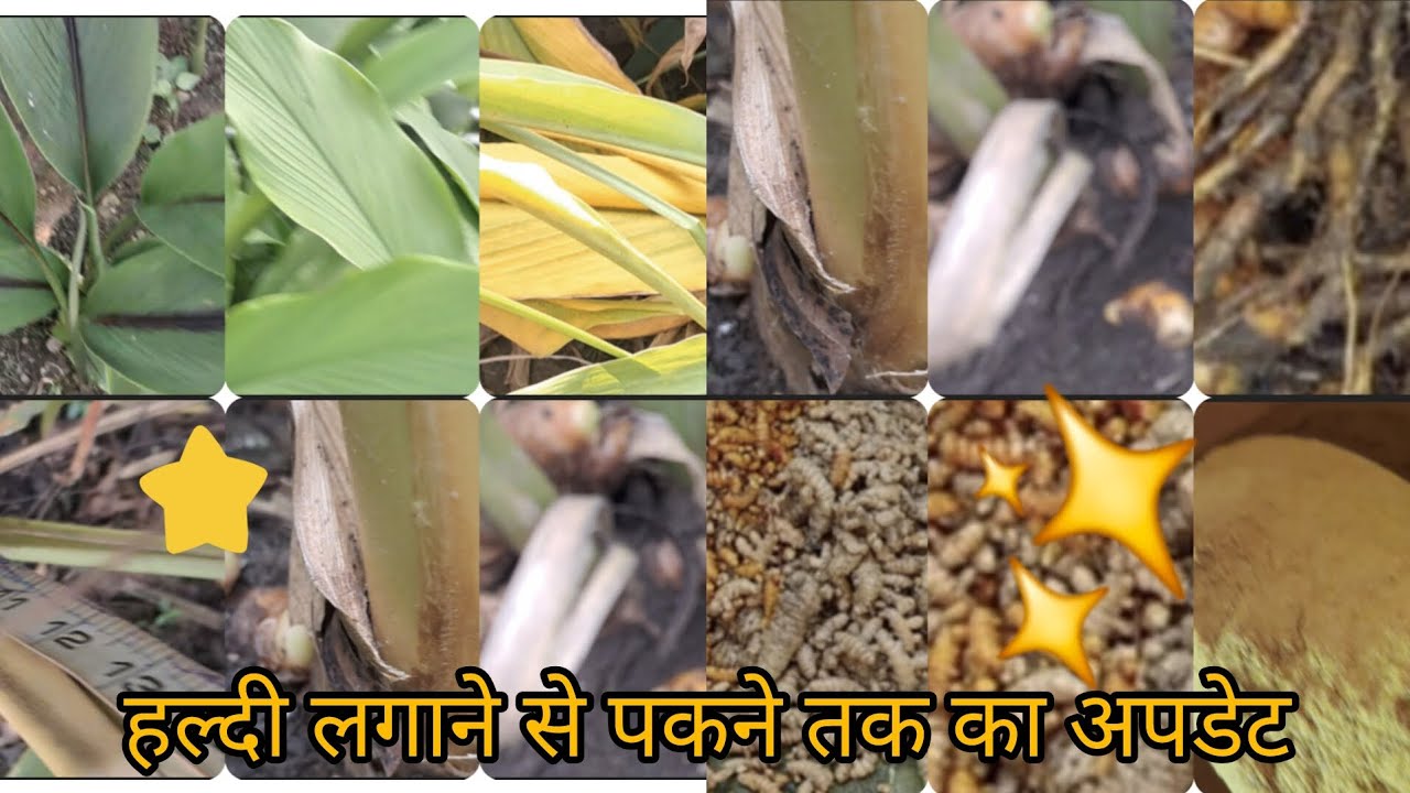 #dpgreenry हल्दी बोने से लेकर पकने तक का अपडेट।। काली हल्दी के कमाल👌 रिकार्ड लंबाई ✨#blackturmeric