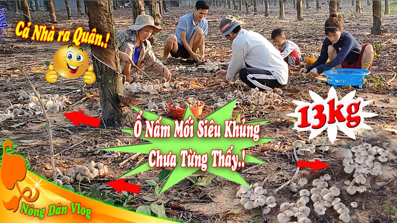 🍄🍄🍄 Ổ Nấm Mối Siêu Khủng Chưa Từng Thấy || Nông Dân Vlog