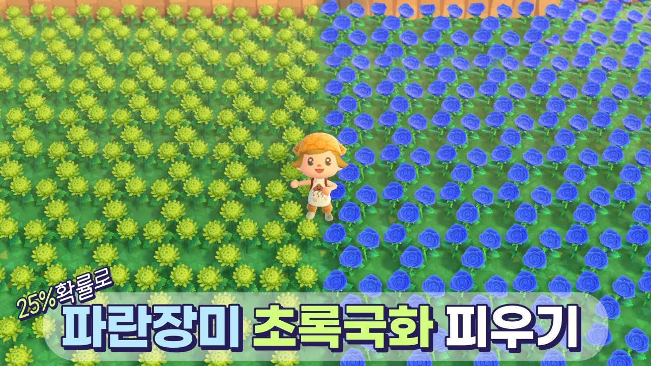 극악의 난이도라는 파란장미와 초록국화를 교배해보았습니다 [모동숲 ACNH]
