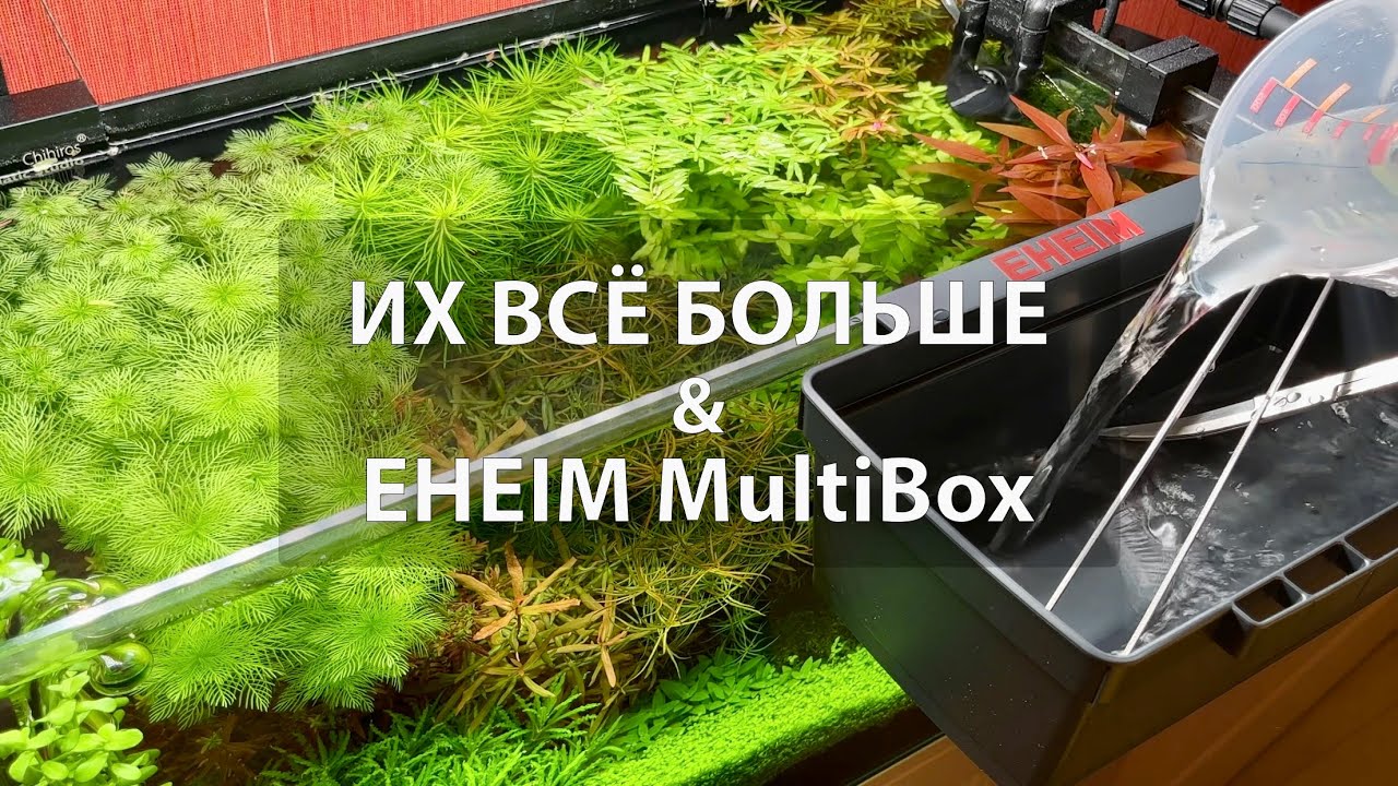 Креветочник. Стригу. Популяция растёт. Eheim MultiBox. Дозатор удобрений Chihiros. Диффузор CO2.