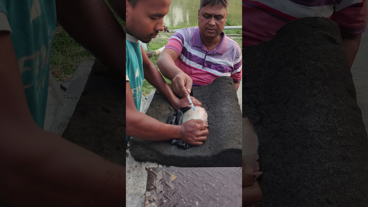 Indian Carp Fish Injection💉🐟 #shorts