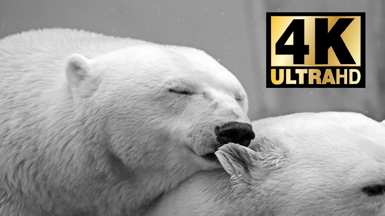EXCLUSIVE NATURE 4K ULTRA HD | Singing Nature | Animals | Nature | Relaxing