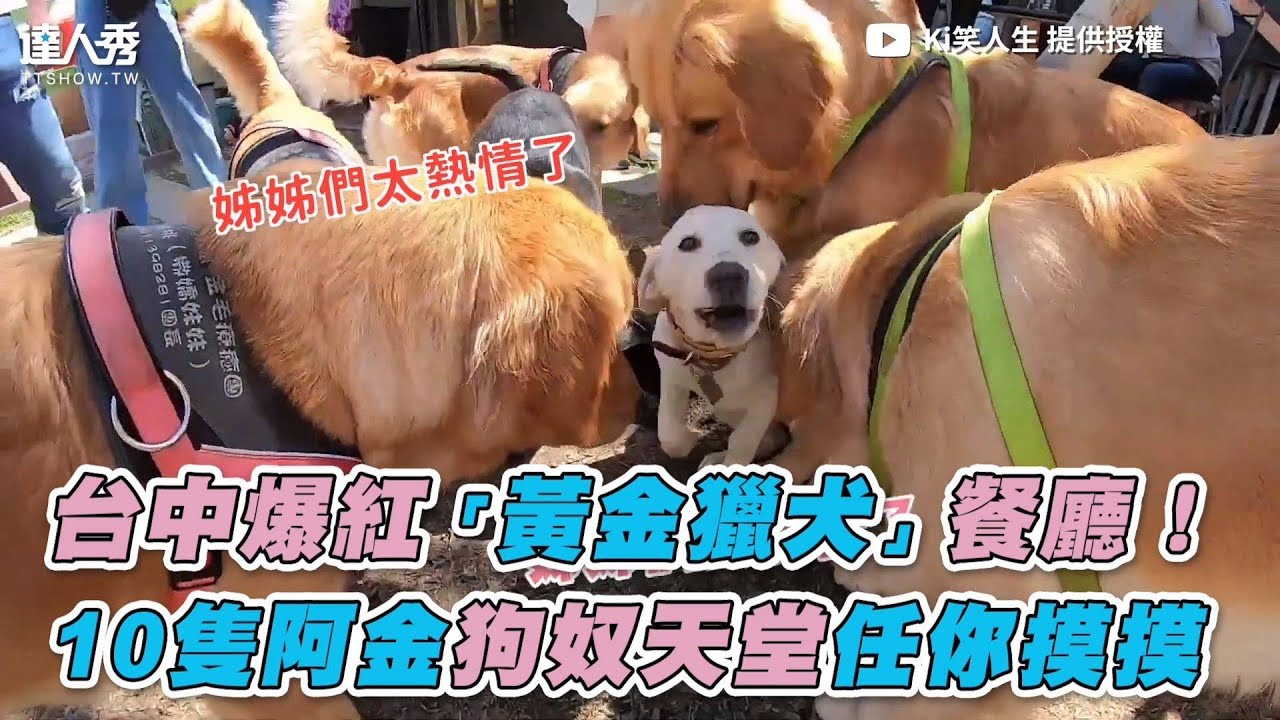 【台中爆紅「黃金獵犬」餐廳！  10隻阿金狗奴天堂任你摸摸 】｜Ki笑人生