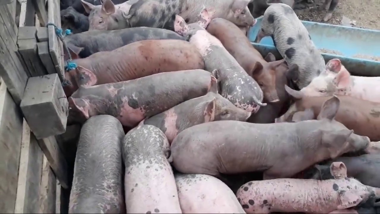 Feira de porcos de CACHOEIRINH PERNAMBUCO   do dia 20/12/2018 a penúltima feira do ano  porcos muito
