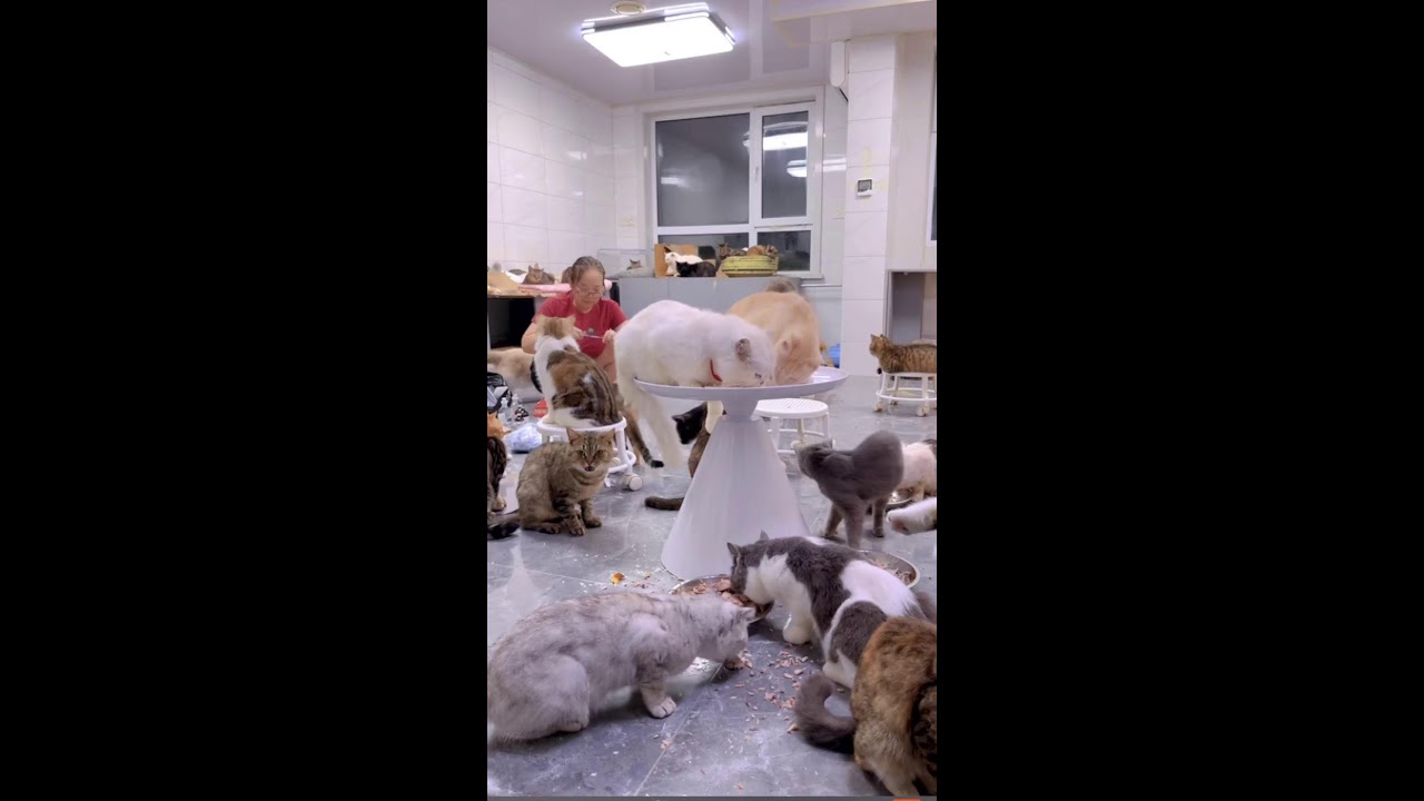 cute cats #MEOTOMDETHUONG. #cat #meo #meow