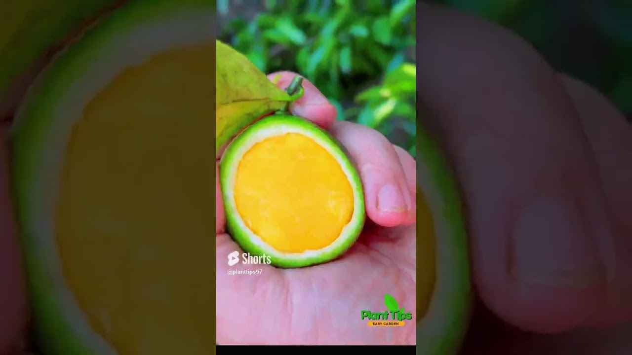 The strange technique of growing multicolored lemon trees  100%