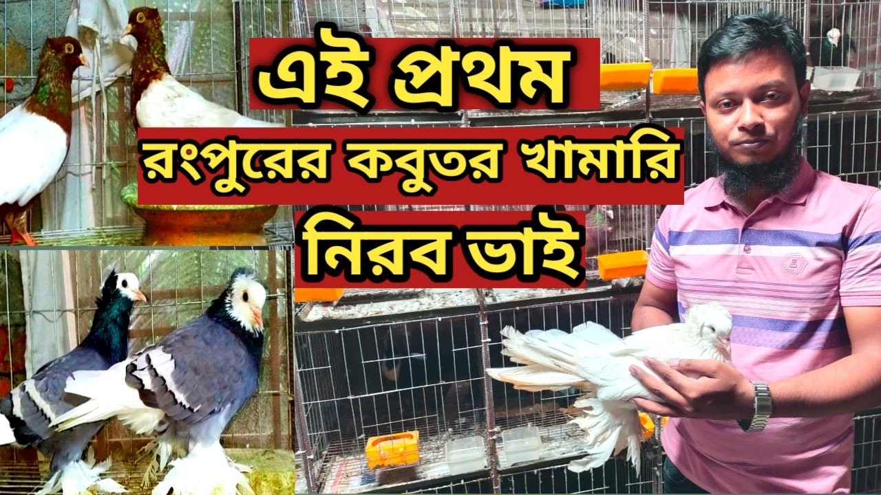 সরাসরি রংপুরের কবুতর খামার থেকে ভালো মানের কবুতর কিনুন