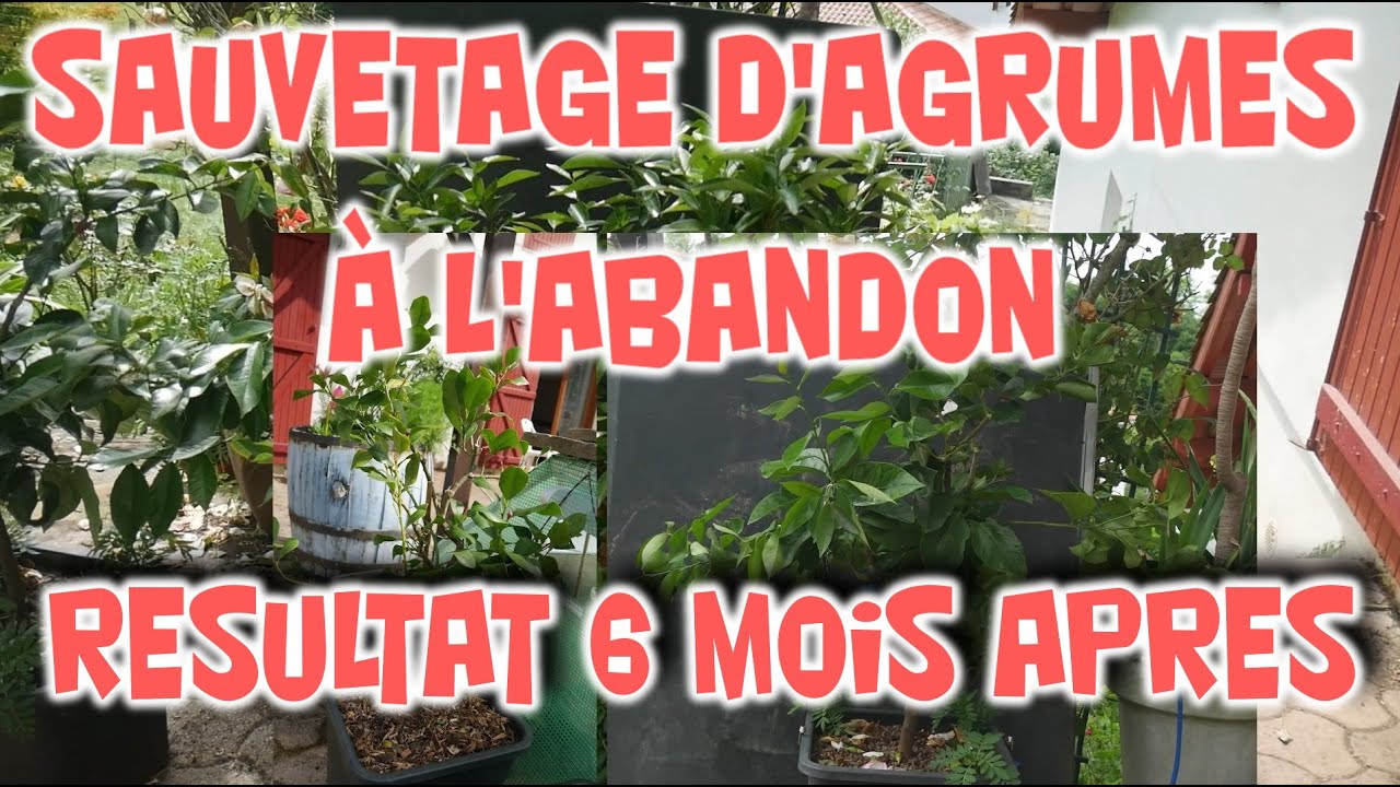 👨‍⚕️6 mois après : sauvetage d'agrumes à l'abandon 🏆🏆🏆