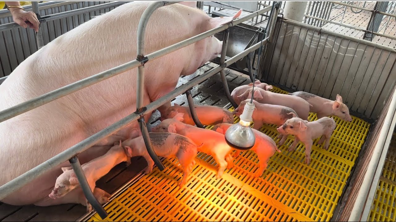 Vô trại xem heo con và ăn cơm gà