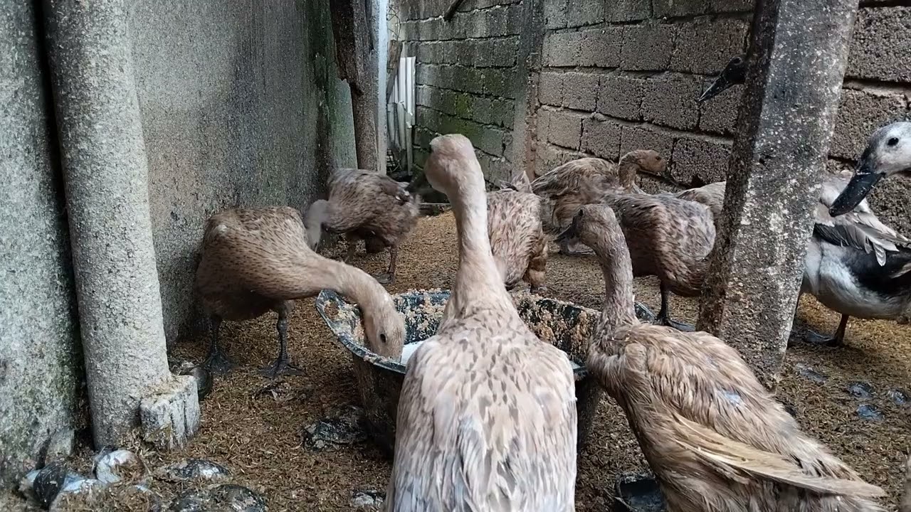 Itik kandang #duck #modalawalternakpuyuhpetelur500ekor #farming #peternaksejahtera #birds 