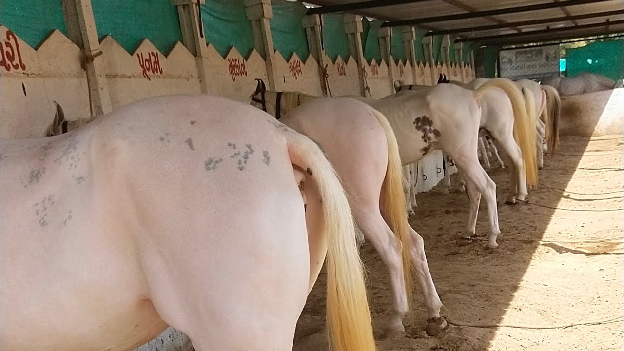 Rupal stud farm देखो पूरा फॉर्म mo9724588670