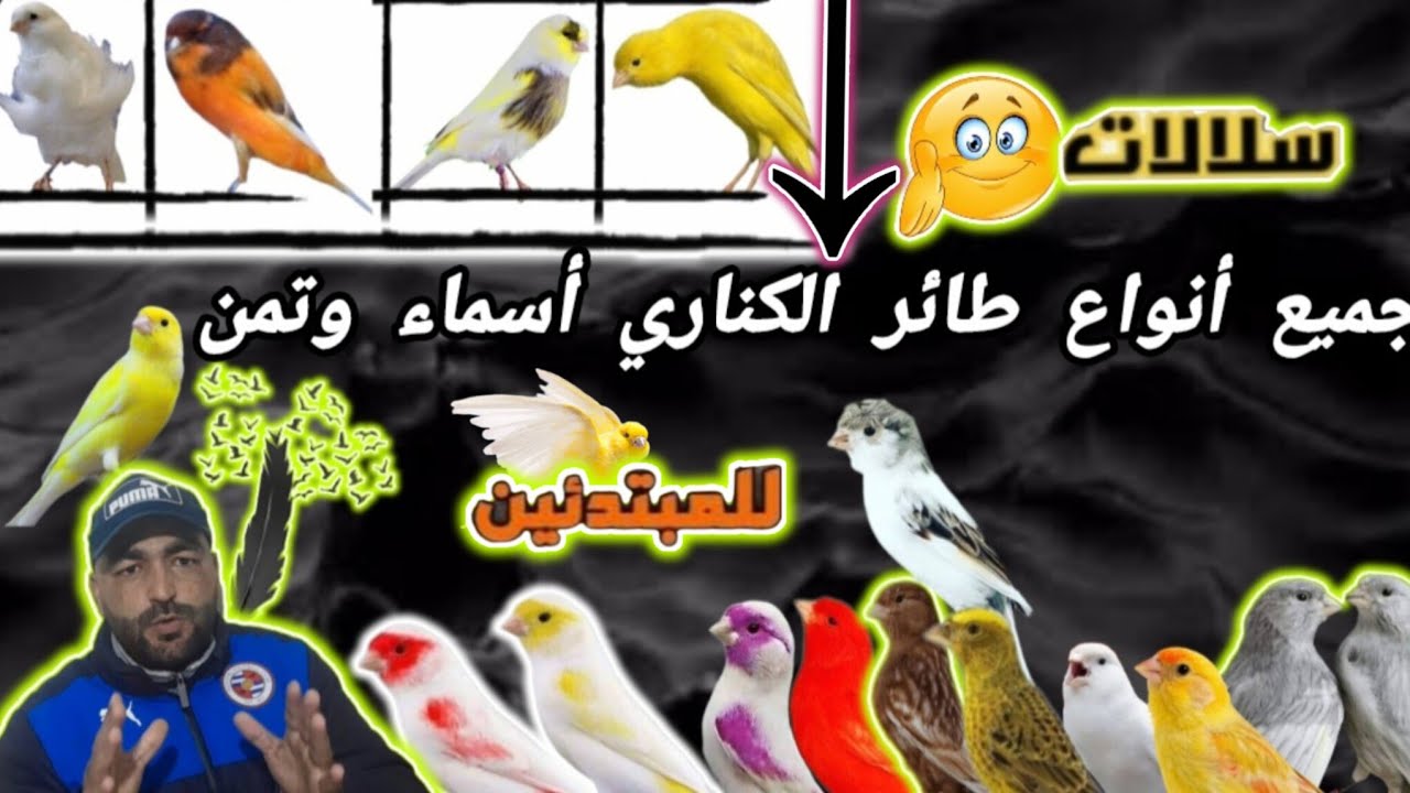 جميع أنواع طائر الكناري أسماء و تمن طفرة في الأسواق جديد صوة و شكل و ألون 27/1/2026 🐦🪶