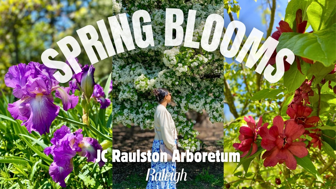 A Spring day in a botanical garden~ JC RAULSTON ARBORETUM~ Raleigh, North Carolina