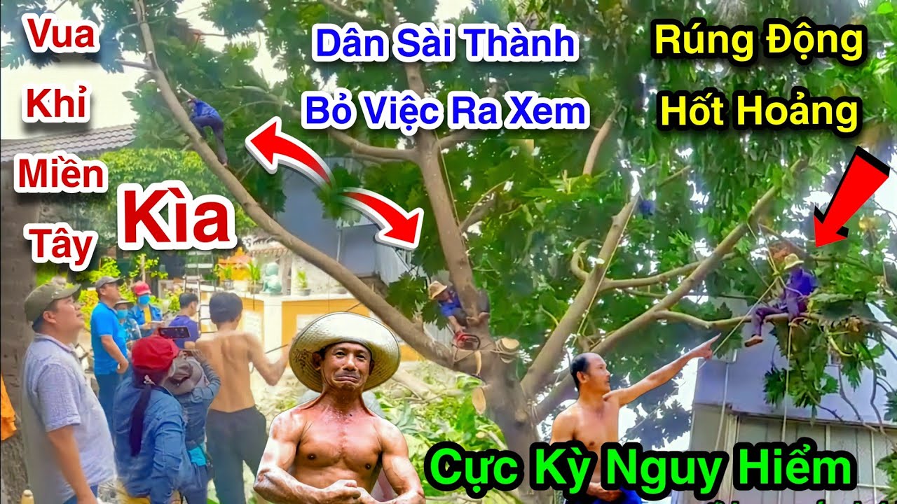 Phản Ứng Của Vua Khỉ Cưa Cây Sa Kê Tại Cổng Đình Cả Thành Phố Rúng Động!