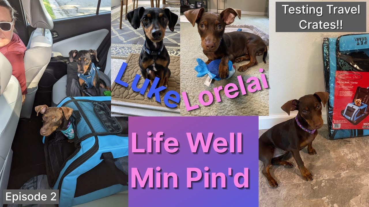 Luke and Lorelai | Episode #2 | Testing Chewy Travel Accessories & Crates!