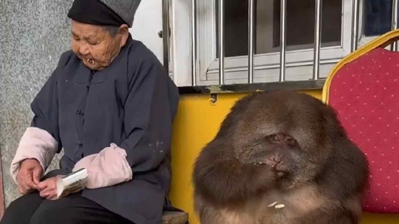 Do you know what Xingxing likes to eat the most? #Monkey #Animal