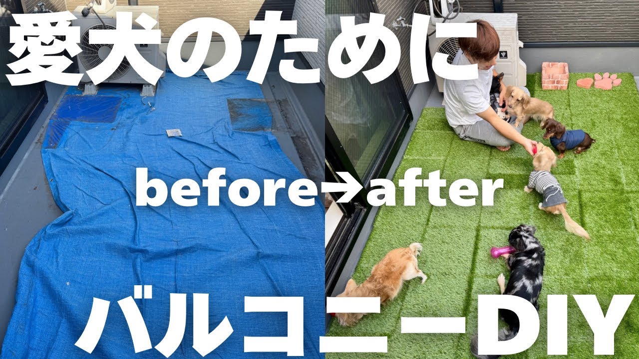 【犬7頭と暮らすおっさん】ボロボロのバルコニーを愛犬のミニドッグランにDIYした【DIY】