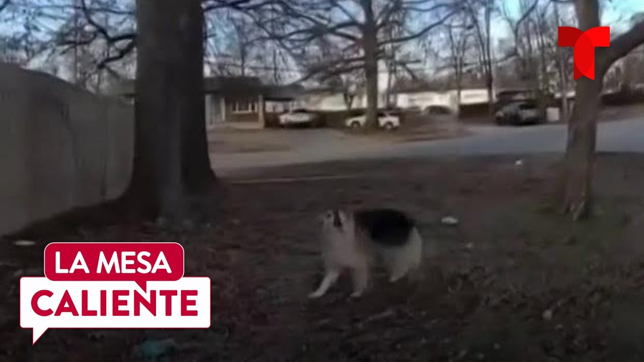 Perrito es héroe al ayudar a encontrar a niño desaparecido en Kentucky | La Mesa Caliente
