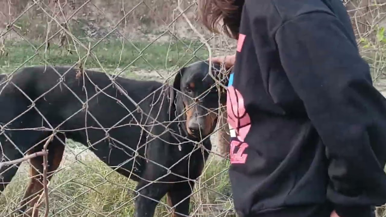 3 dogs in 1 frame - German Shepherd, Doberman and Rottweiler