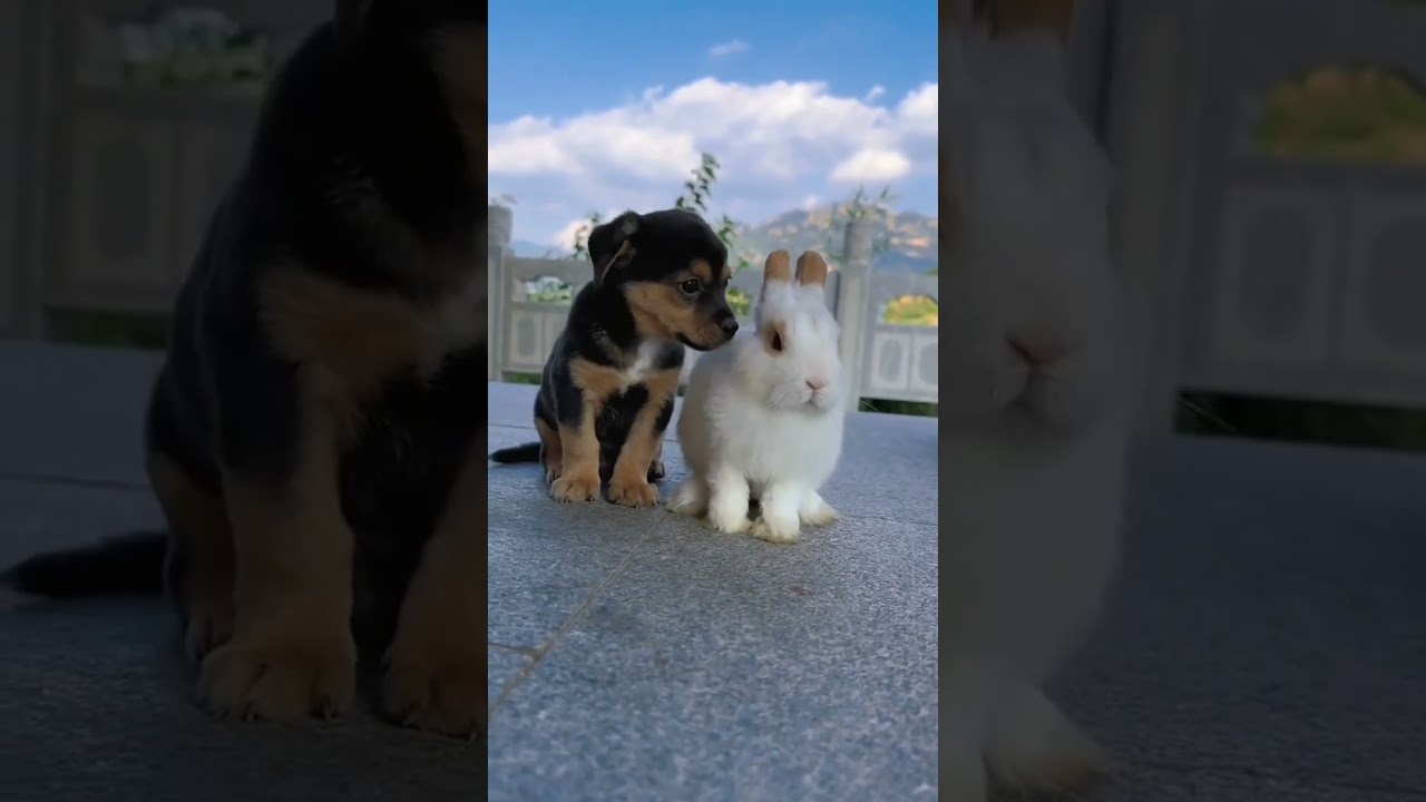 Friendship / puppy and rabbit . A beautiful moment #2237 - #shorts