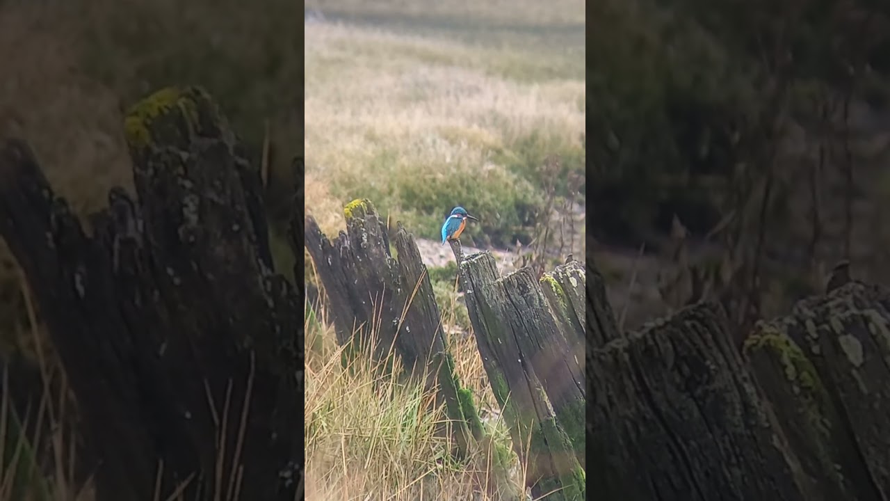 Kingfisher on a Post