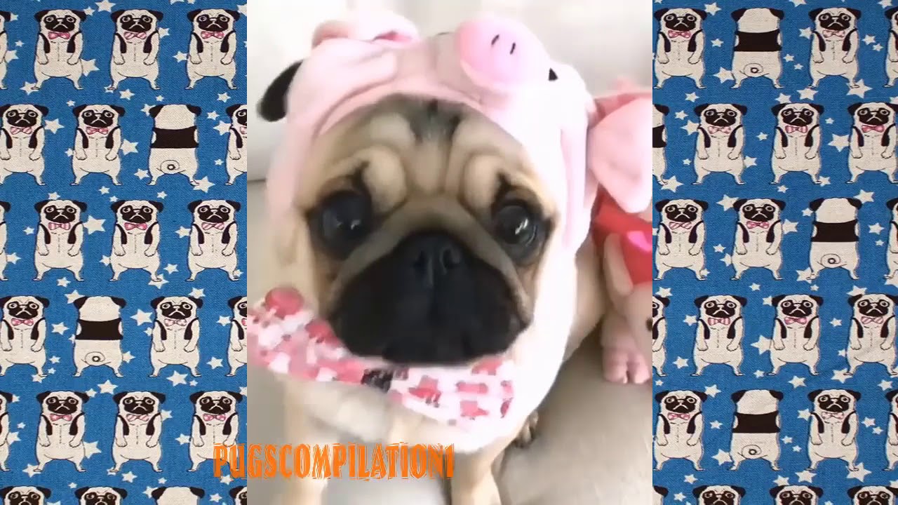 Funny Dogs but only Pug Videos | Pug Compilation 146 - InstaPug