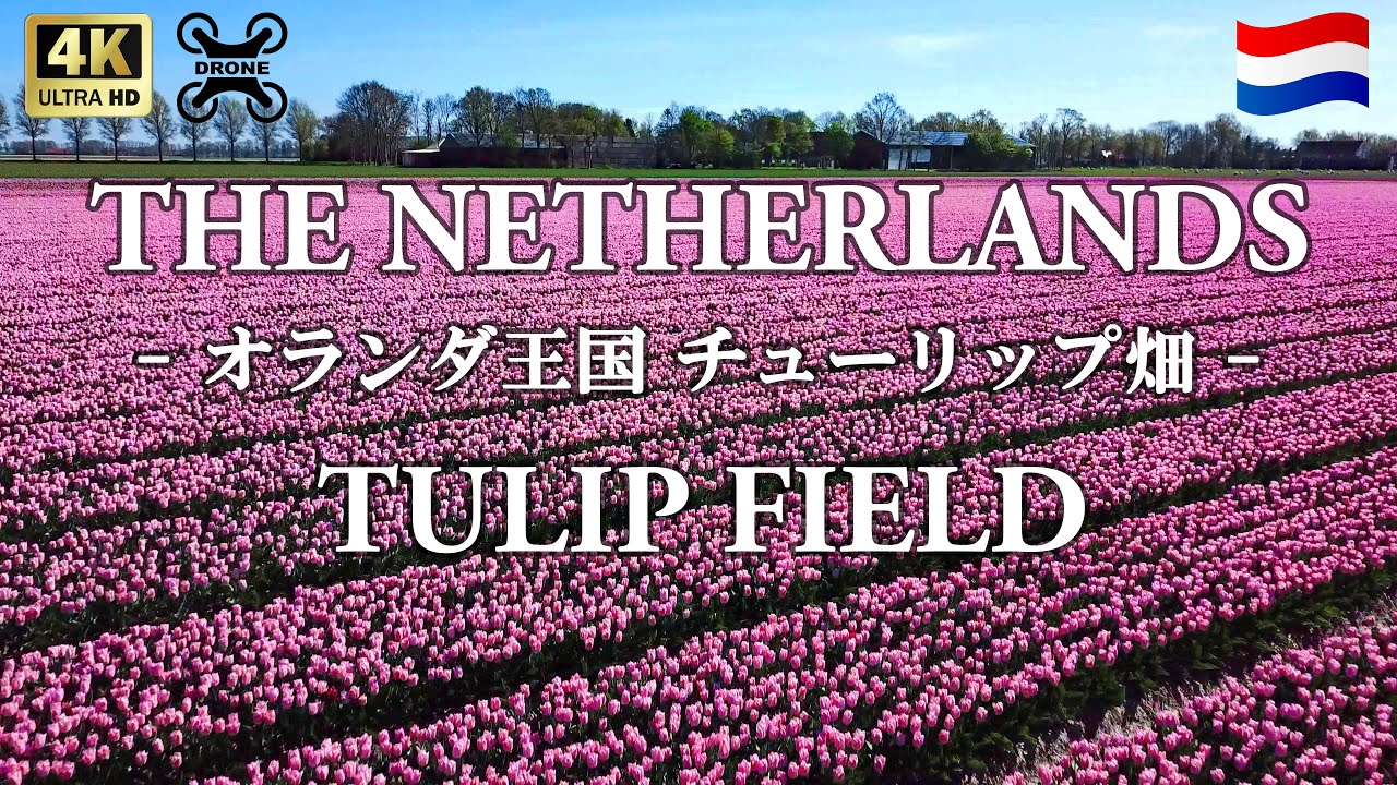 【空撮4K】オランダのチューリップ畑 - Tulip Field in the Netherlands-
