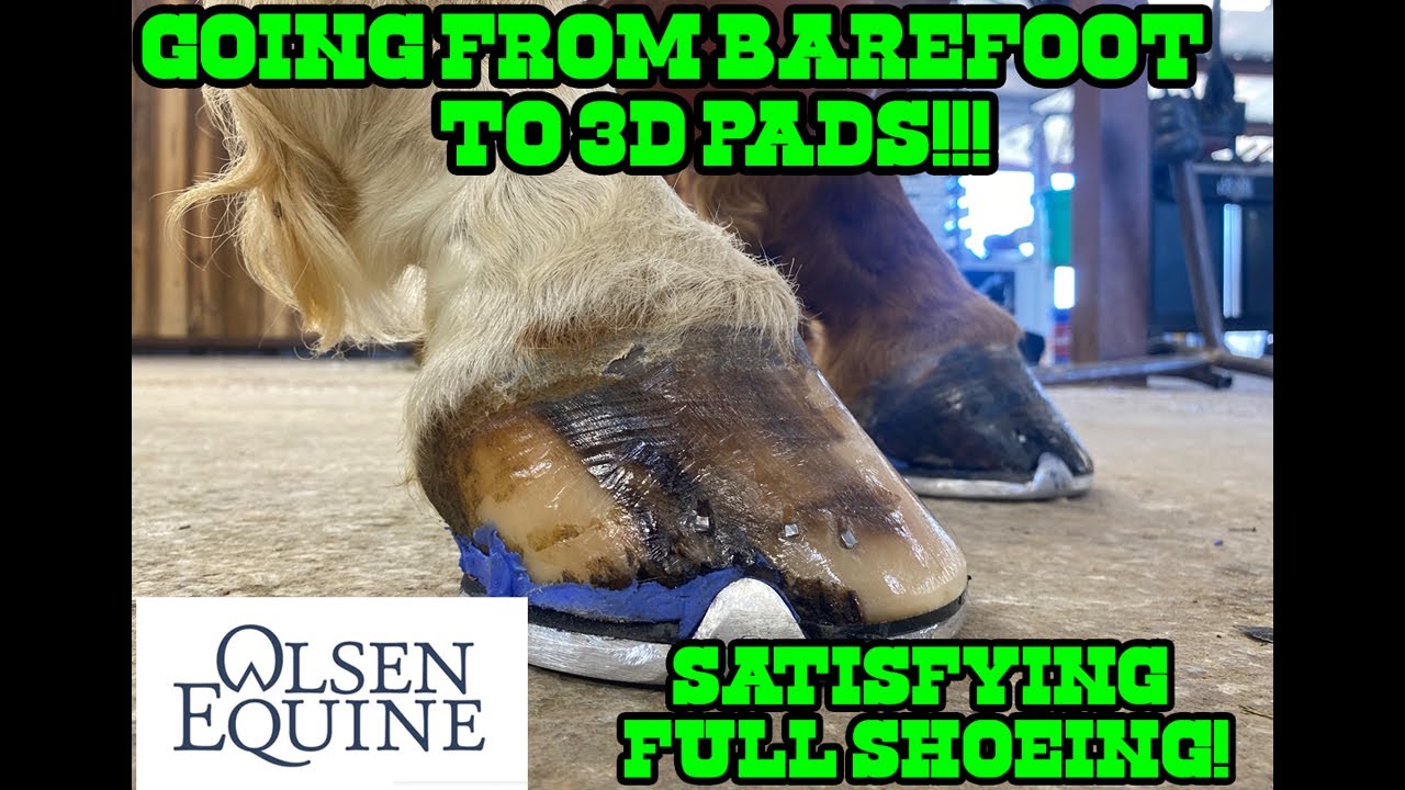 HOW TO Fixing Barrel Horse SATISFYING FULL SHOEING