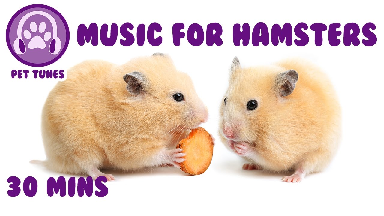 Music for Hamsters! Calm Down Your Hamster with Relaxing Music!