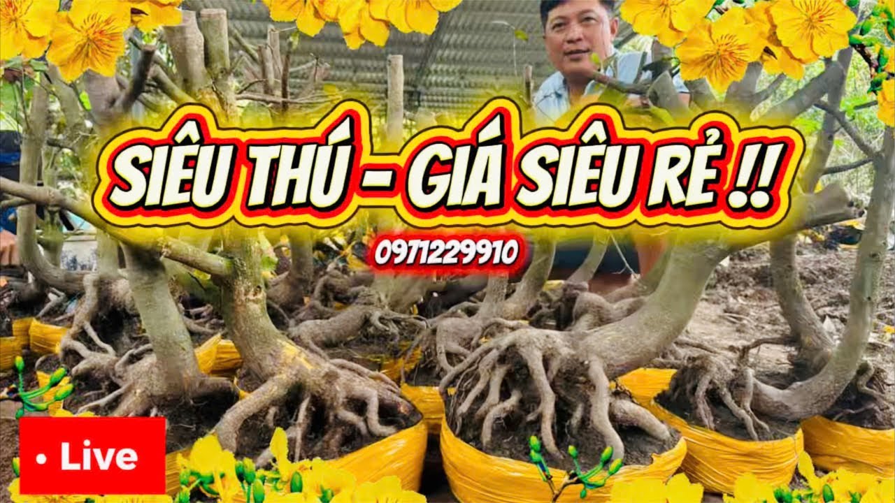 LIVE 🌼11:30 30/01 GL những phôi mai vàng dáng thú đế đẹp giá sinh viên 📞0971229910 Liêm