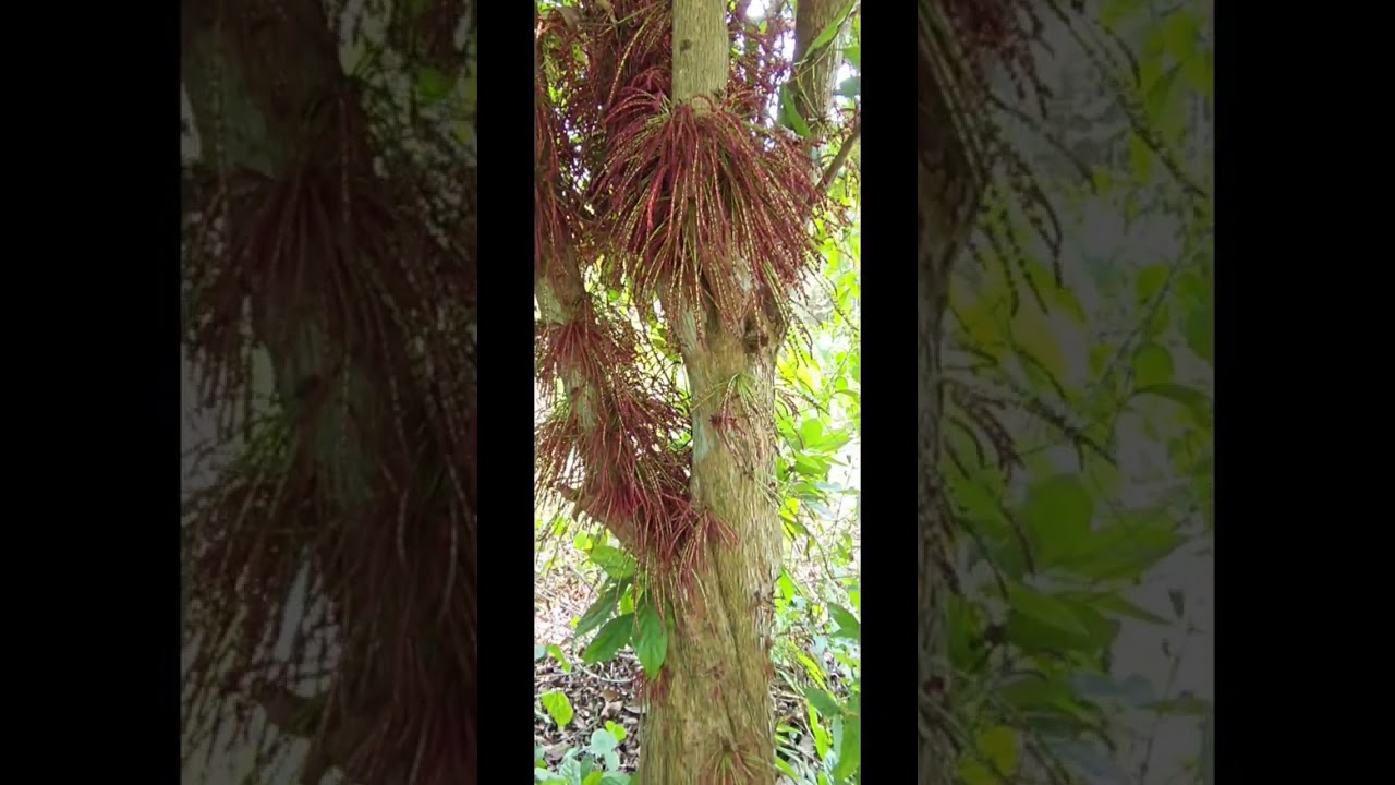 Цветы мутти (Baccaurea Courtallensis)