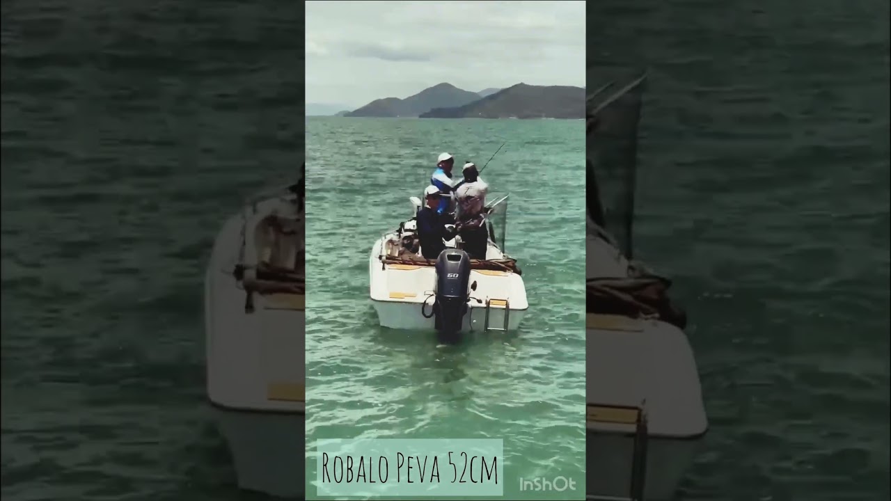 Robalo Peva 52cm