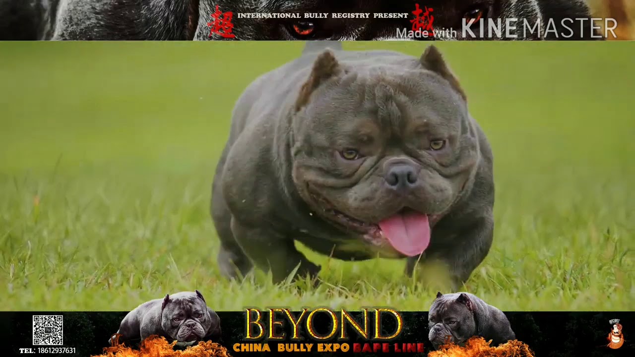 Top 5 famous exotic micro bully blood lines,exotic american bully,micro american bully