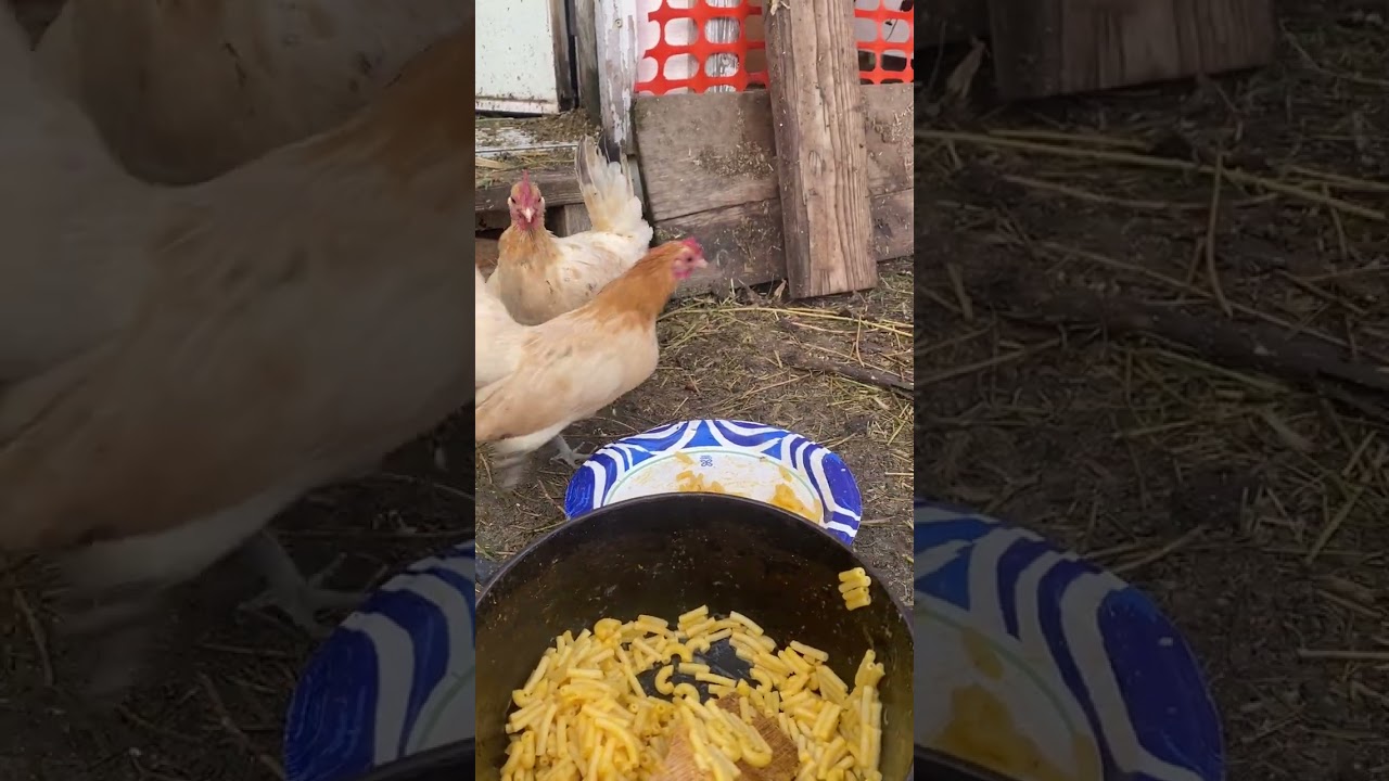 Chicken Hens Love Macaroni and Cheese 