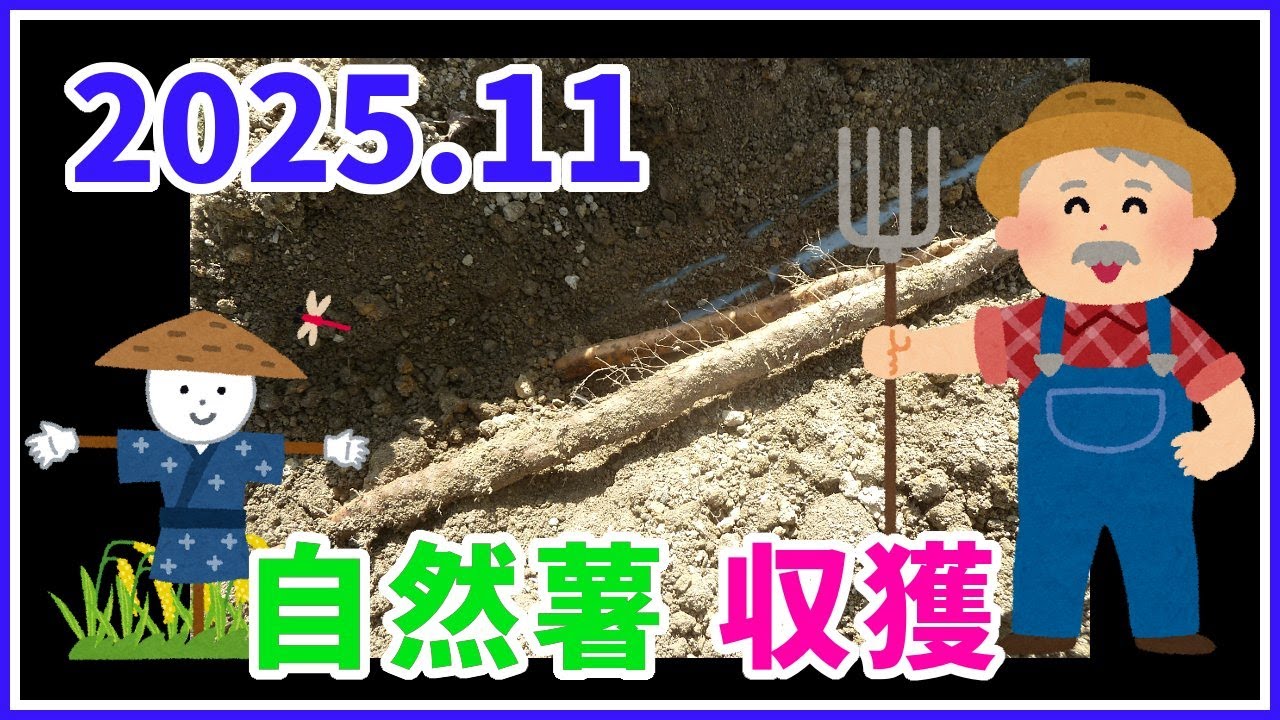 【家庭菜園】　春に植えた自然薯を収穫します