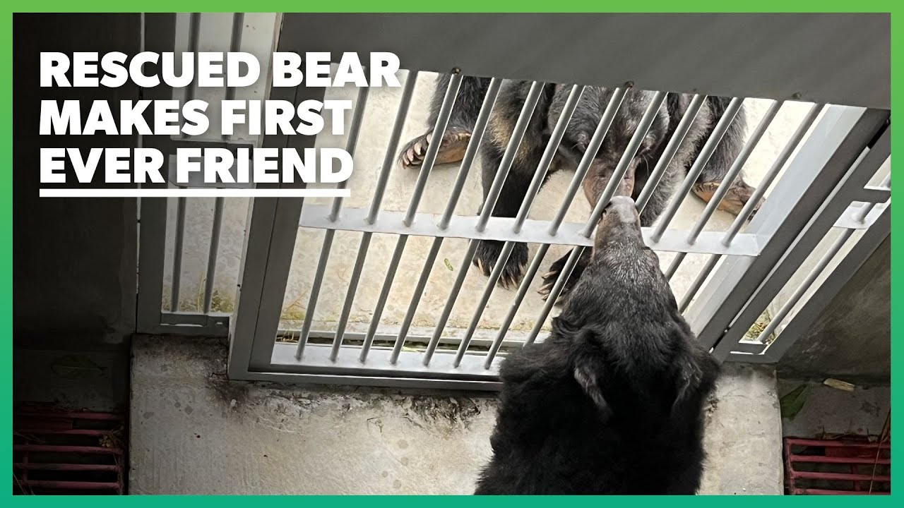 Rescued Bear Makes First Ever Friend! 😍