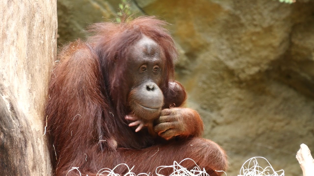 Sooo süüüß: Orang-Utan-Mädchen im Zoo Rostock geboren