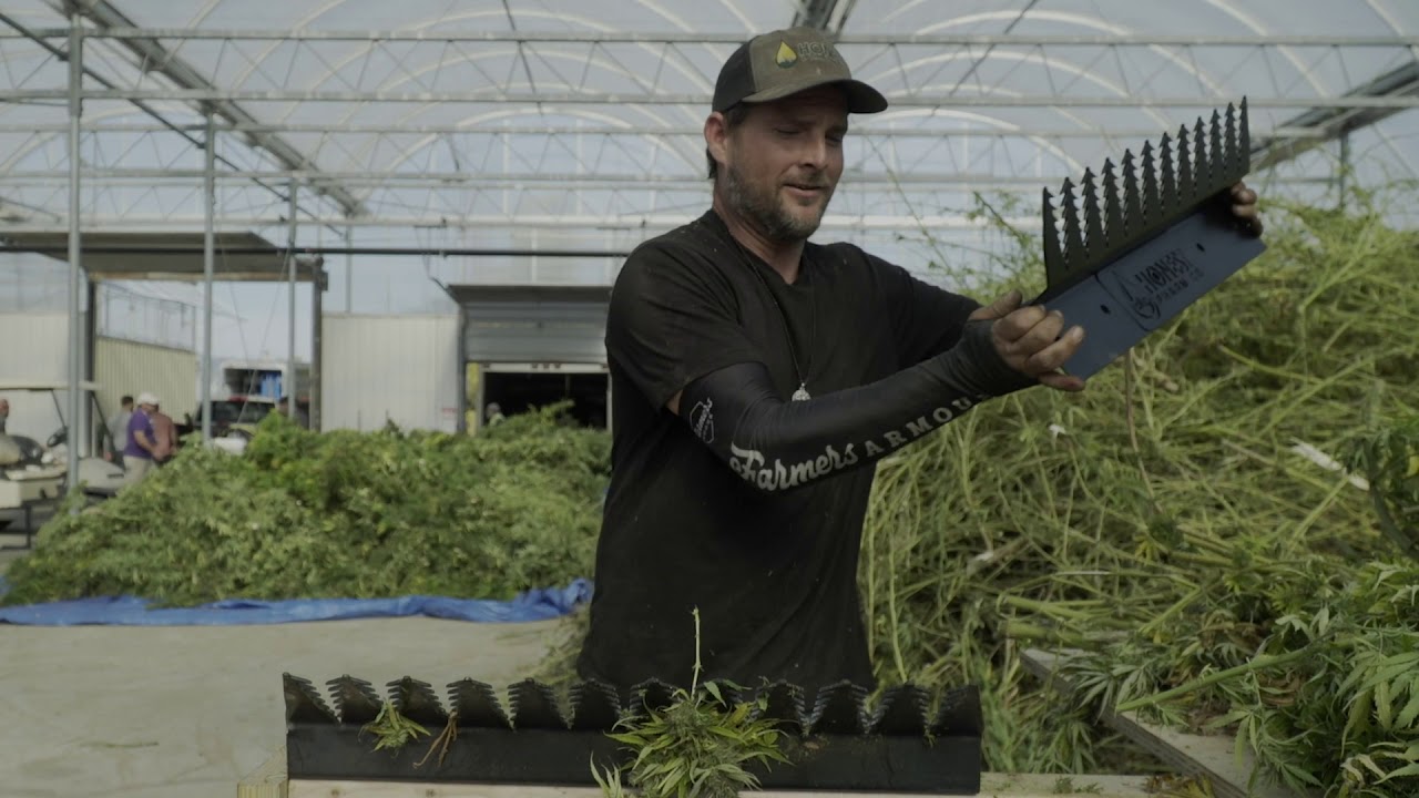 mother shucker Hemp shucking