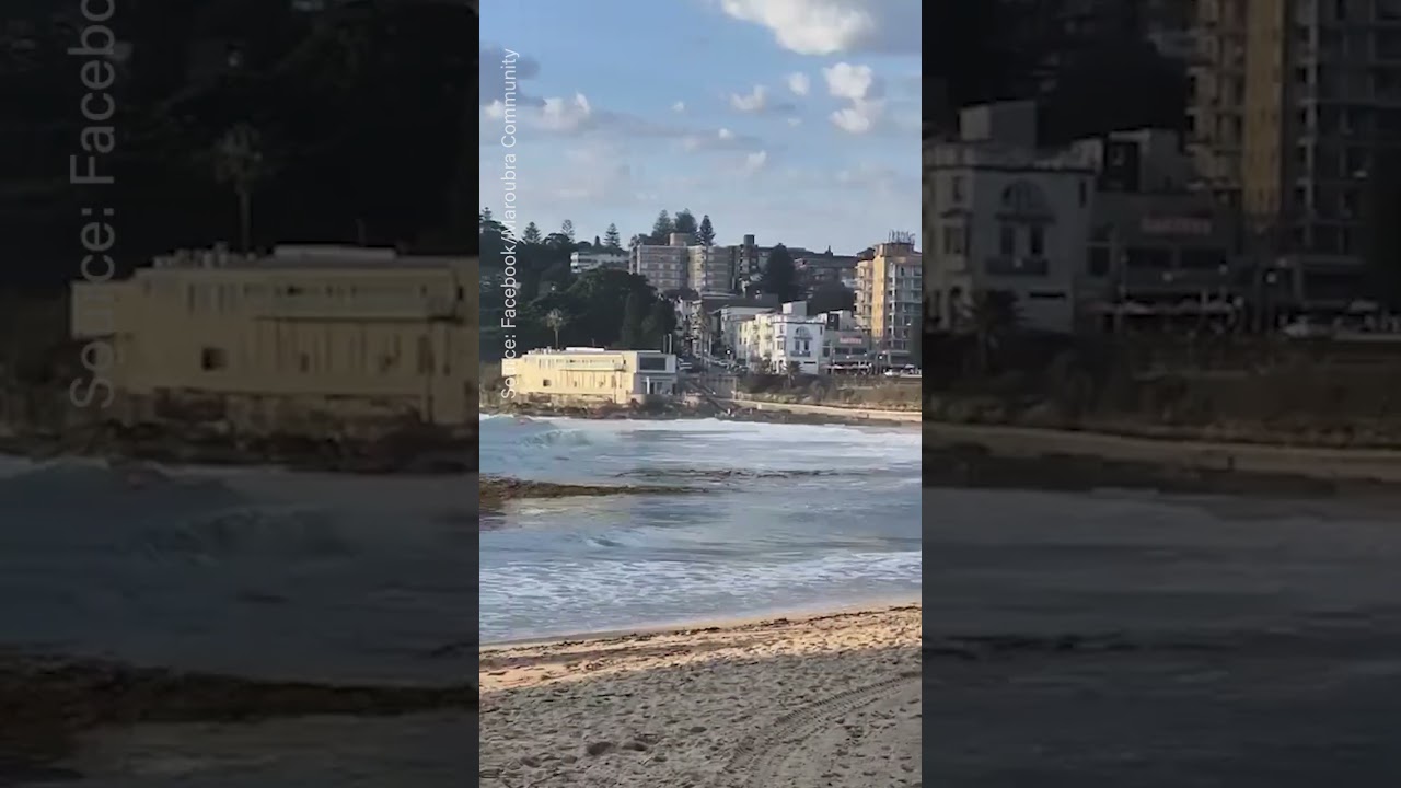 Shark alarm clears Coogee Beach after bull shark sighting