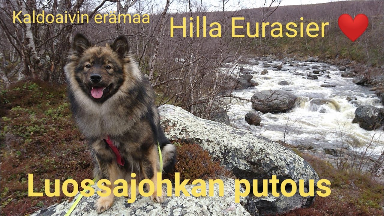 Luossajohkan putous Kaldoaivin er&auml;maassa