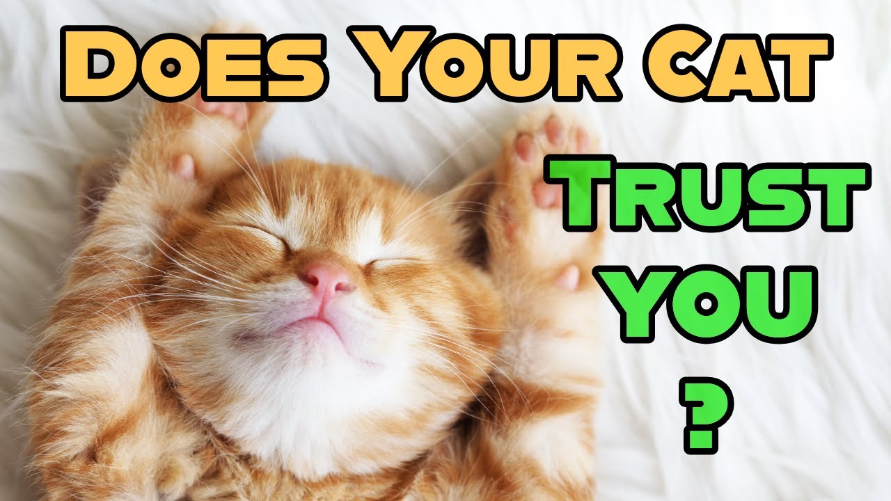 Signs Your Cat Trusts You — 12 Behaviours Explained