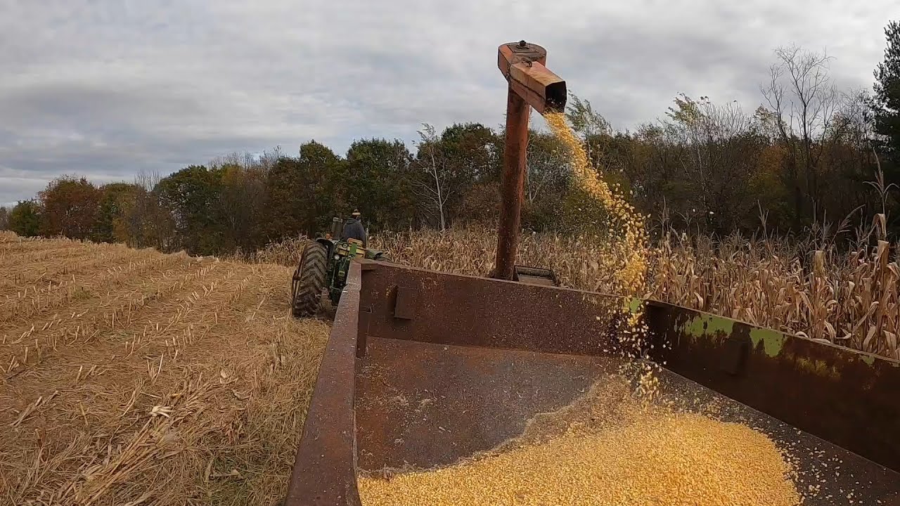 Shelling Corn with New Idea Corn Picker