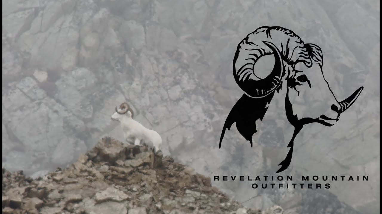 Alaska Dall Sheep 2024