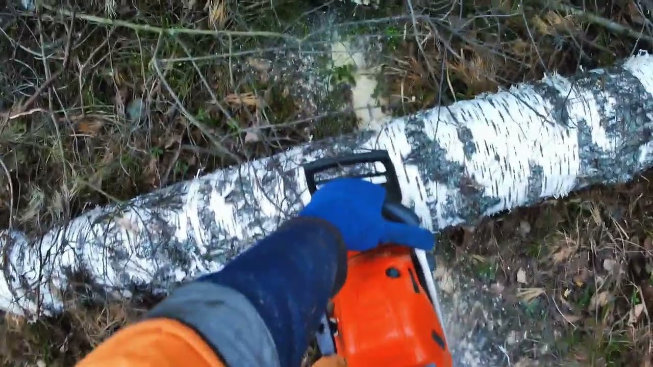 Толстый лес после бурелома: раскряжёвка сосны и березы бензопилой Husqvarna 555!