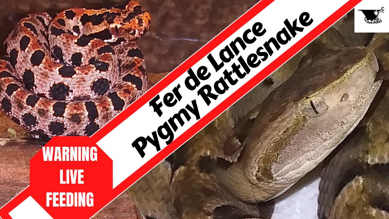 Ferocious Feeding of The World's Smallest Rattlesnake