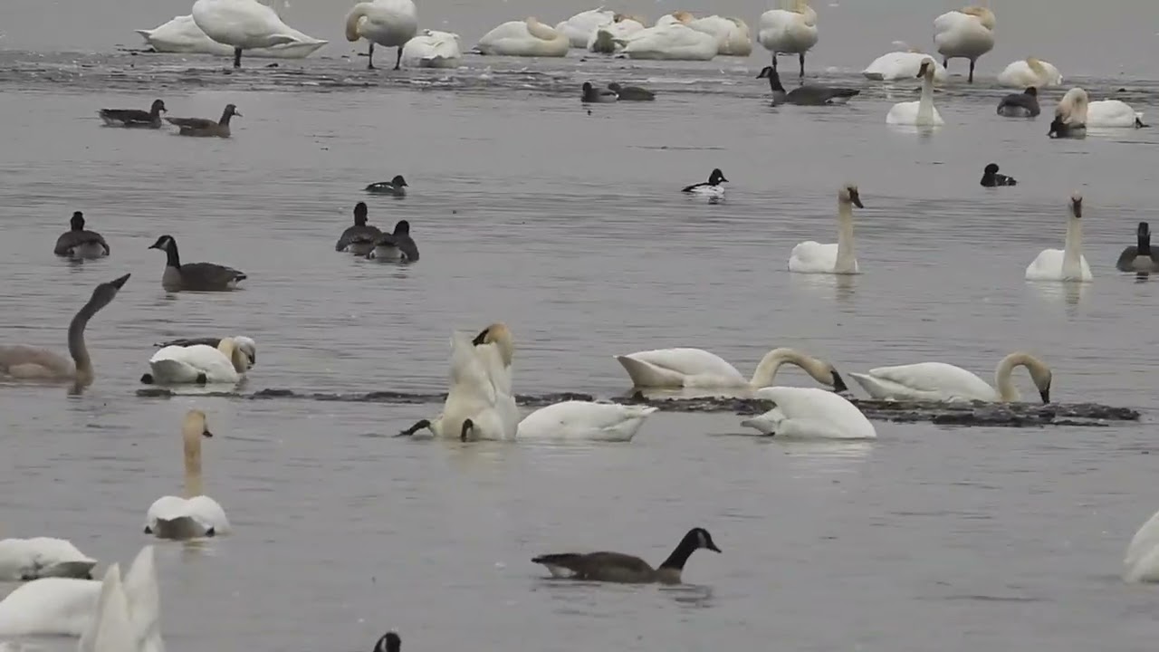Geese, ducks and swans at Loess Bluffs National Wildlife Refuge