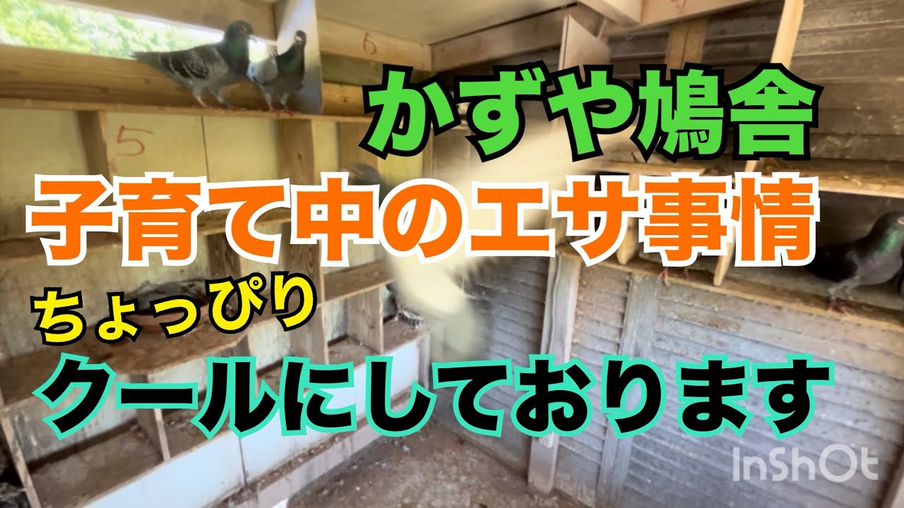 乾いた梅雨でヒナもスクスク。お米を思うと少し振って欲しいです…。の巻