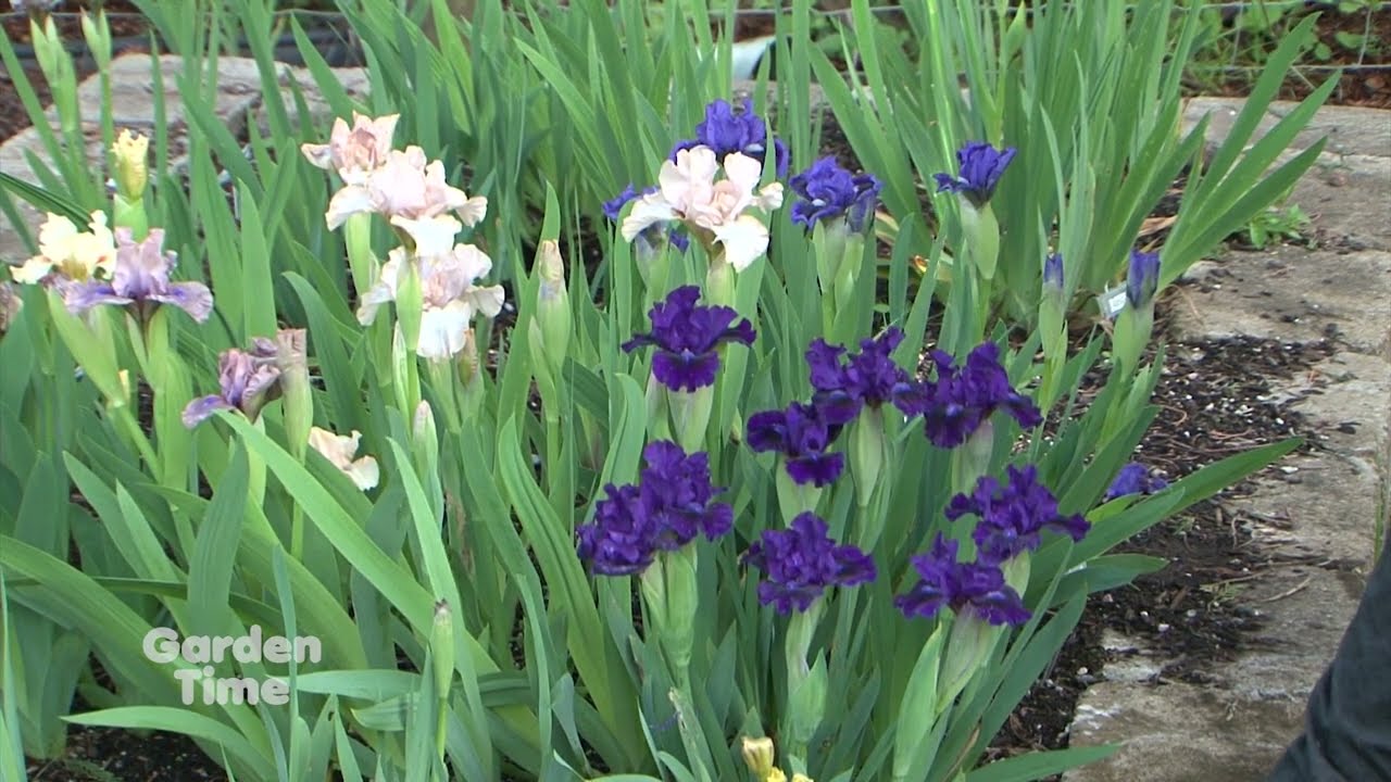 Dwarf Iris Book
