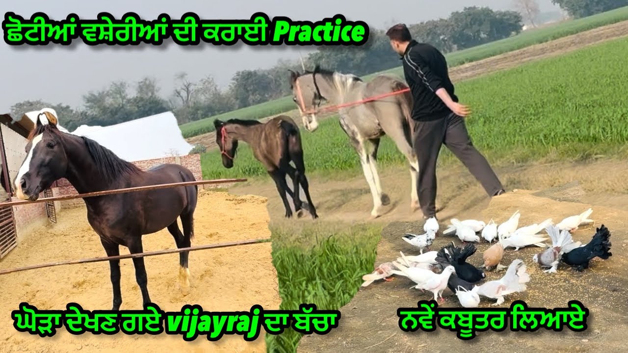 ਛੋਟੀਆਂ ਵਸ਼ੇਰੀਆਂ ਦੀ ਕਰਾਈ Practice ॥ਨਵੇਂ ਕਬੂਤਰ ਲਿਆਏ ॥ਦੇਖੋ ਫਿਰ Vijayraj ਦਾ ਬੱਚਾ #horse #trending #viral